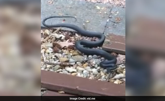 Man Films A Snake, Watches It Slither Right Into His House