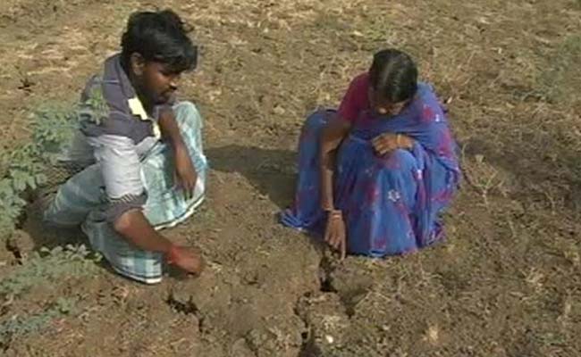 Lush Green Fields Turn Into Stark Barren Land As Cauvery Shrinks