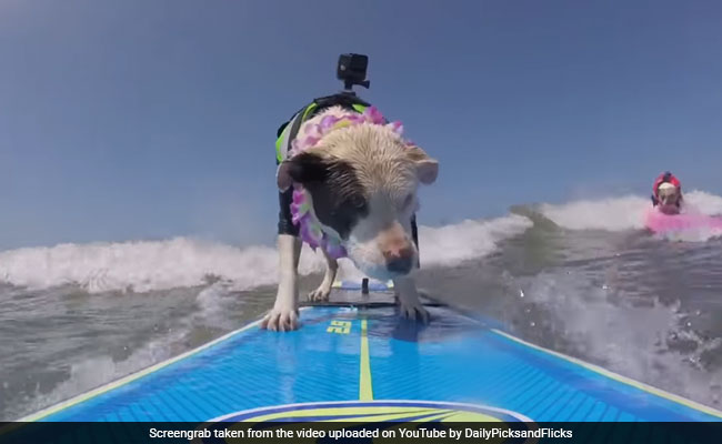 बीच समुद्र में सर्फिंग करते इन दो डॉग्‍स को जिसने भी देगा हैरान हो गया...