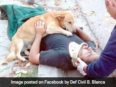 Viral: Dog Refuses To Leave Injured Owner's Side Until Help Arrives