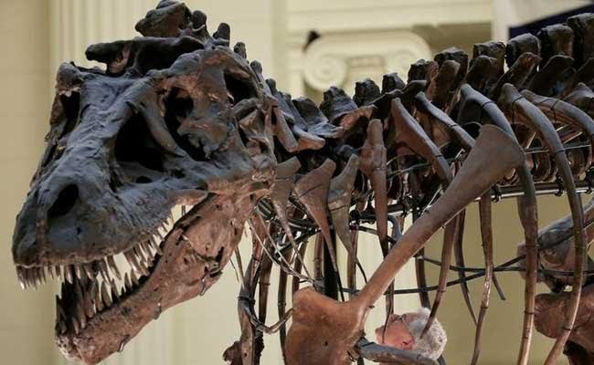 Tyrannosaurus Rex Could Bite With The Force Of 3 Cars Or 8,000 Pounds