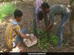 Massive Dust Hits Parts Of UP, 6 Injured, Crops Damaged Massive Dust Hits Parts Of UP, 6 Injured, Crops Damaged