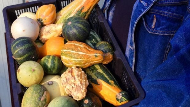 vegetable gourds