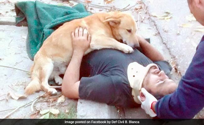 Viral: Dog Refuses To Leave Injured Owner's Side Until Help Arrives