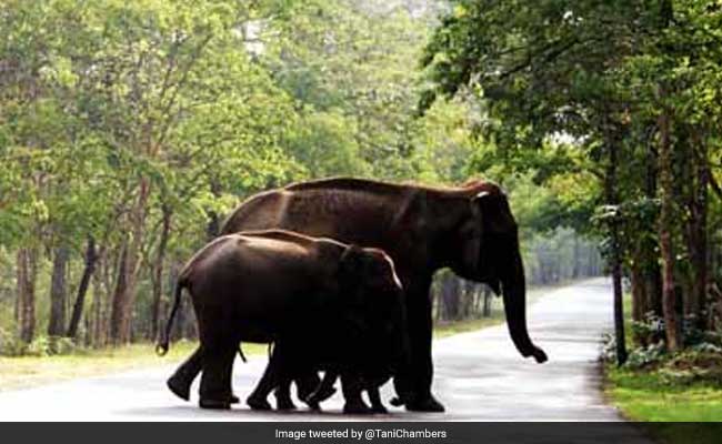 41 Elephants Die In Kerala's Forests In 6 Months