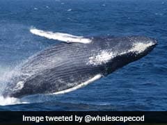 How Did Whales Get So Big, So Fast? Paleontologists Say They've Figured It Out.
