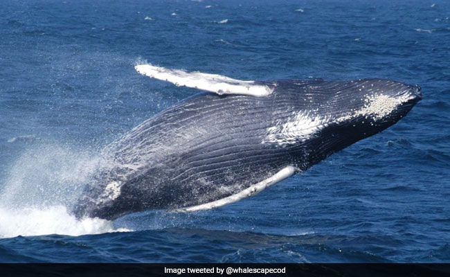Whale Menopause Sheds Light On Human Evolutionary Mystery