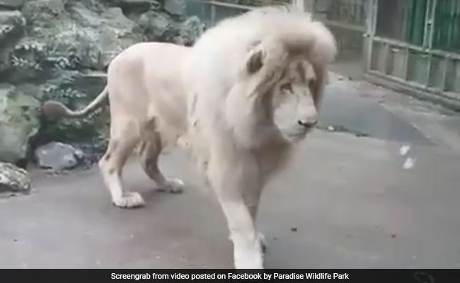 Cowardly Lion Terrified Of Soap Bubble At British Zoo श र ह ल क न श रद ल और बह द र नह जब ब लब ल स डर गय ज गल क र ज