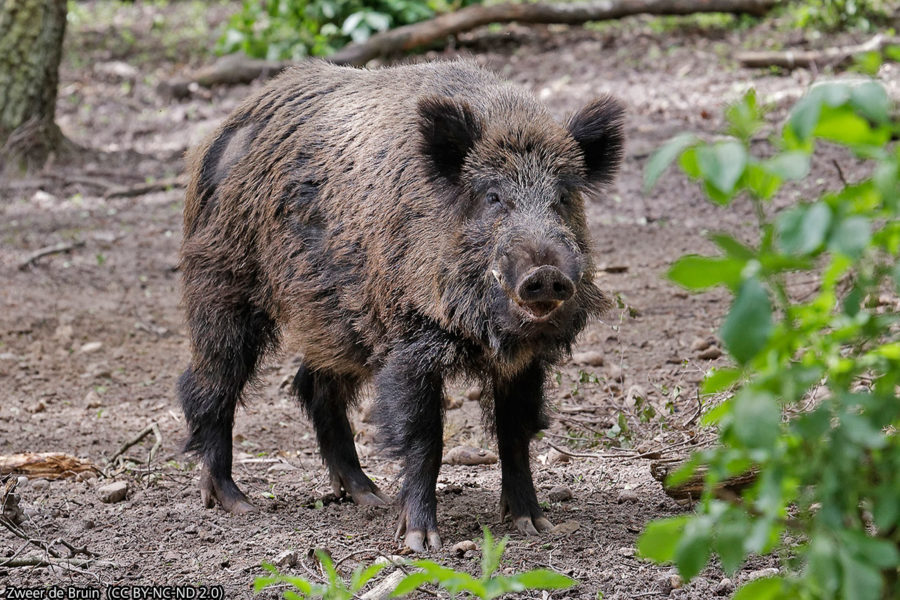 British Ambassador Chased By Wild Boar In Austria