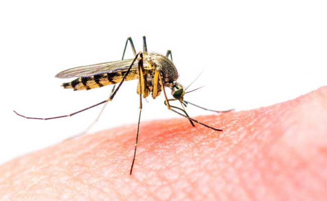 Gujrat Government Did Not Reveal Zika Cases To Public
