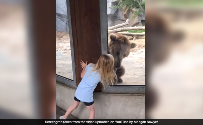 Watch: Grizzly Bear Plays Peek-A-Boo With Little Girl