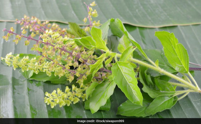 Diabetes Management: How To Make Tulsi Water To Manage Your Blood Sugar Levels