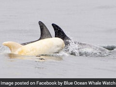 Rare Albino Baby Dolphin Is Taking The Internet By Storm. See Pics