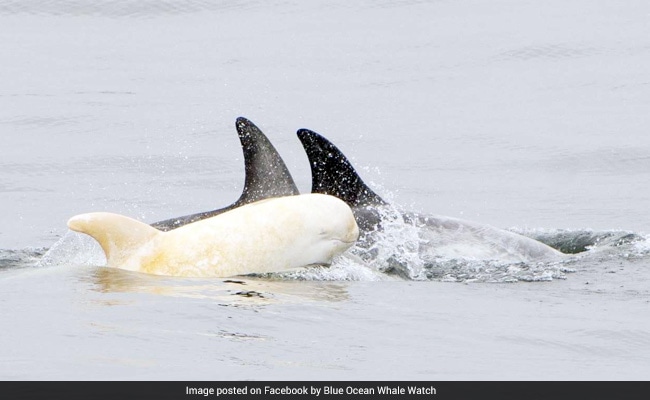 Rare Albino Baby Dolphin Is Taking The Internet By Storm. See Pics