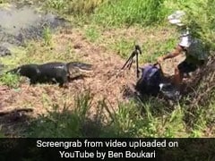 Angry Alligator Snaps At Photographer Who Gets Too Close For Comfort