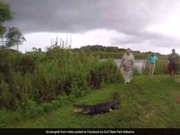 Caught On Camera: Dramatic Capture Of 8-Foot-Long Alligator Caught On Camera: Dramatic Capture Of 8-Foot-Long Alligator