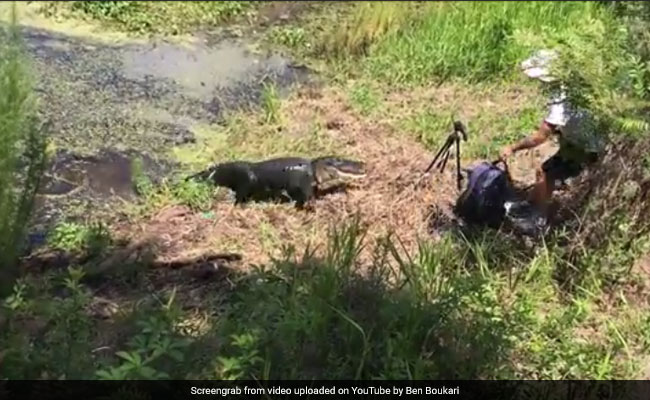 Angry Alligator Snaps At Photographer Who Gets Too Close For Comfort