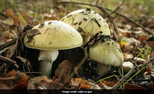 The World's Most Dangerous Mushroom And What It Did To An 18-Month-Old Girl
