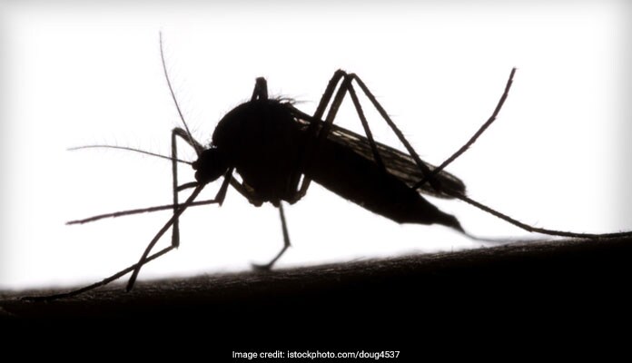 Mosquito Menace: New Species Of Deadly Mosquitoes Enters Delhi