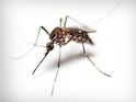 Mosquito Menace: New Species Of Deadly Mosquitoes Enters Delhi