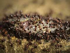 A Terrifying Threat From Tropical Storm Cindy: Floating Masses Of Deadly Fire Ants