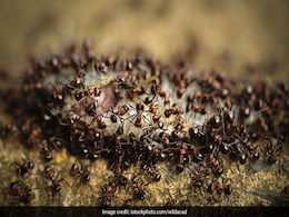 A Terrifying Threat From Tropical Storm Cindy: Floating Masses Of Deadly Fire Ants A Terrifying Threat From Tropical Storm Cindy: Floating Masses Of Deadly Fire Ants