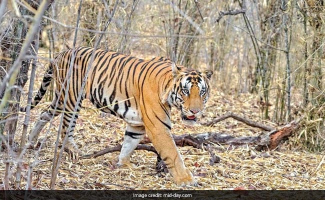 Tiger Who Walked 125 Km, Most Likely Over 2 Months, Named Bahubali 2