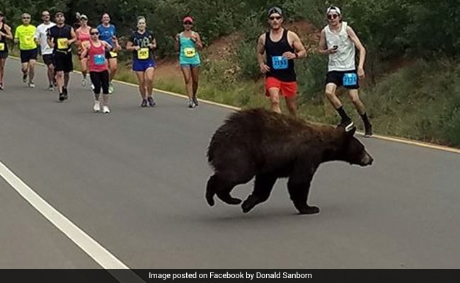 Bizarre Moment Bear Dashes Past Stunned Runners During A Race