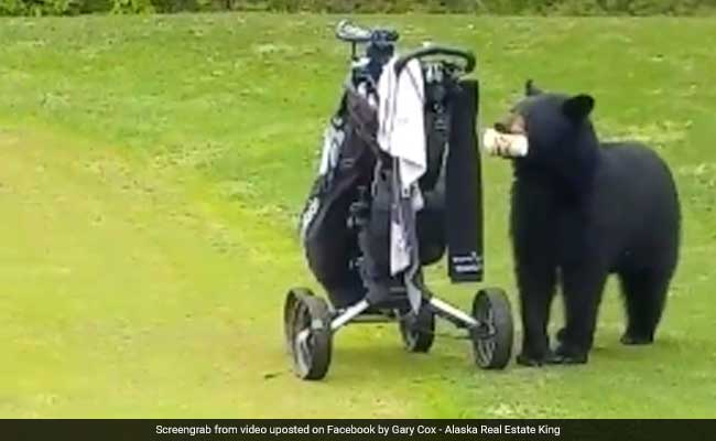 Watch: Hungry Bear Interrupts Golf Game, Steals Snacks, Leaves