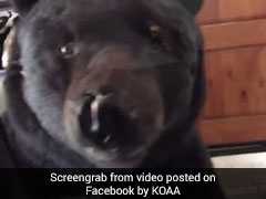 Watch: Woman Comes Home To Find A Bear In Her Garage