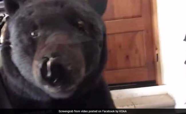 Watch: Woman Comes Home To Find A Bear In Her Garage