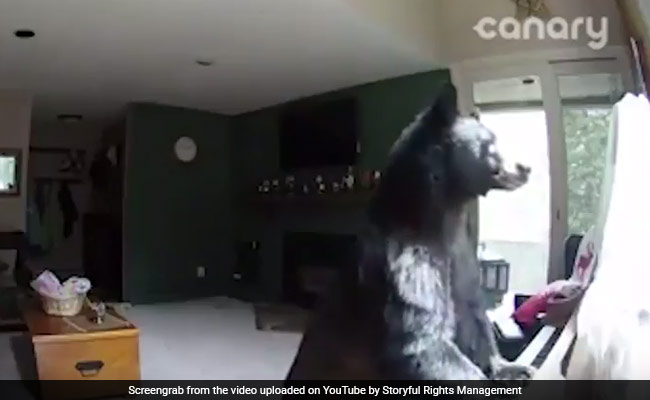 Large black bear breaks into home, plays piano Large black bear breaks into home, plays piano