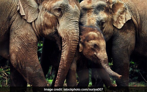 About Born Wild Series About Born Wild Series