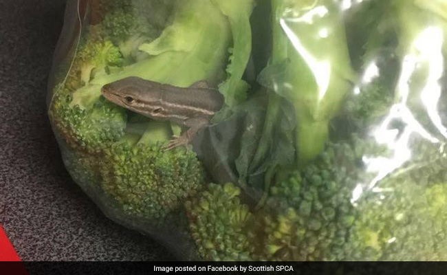 Lizard Found Inside Bag Of Broccoli, Survived Flight From Spain To Scotland