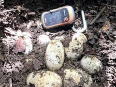 Rare Siamese Crocodile Eggs Found In Cambodia