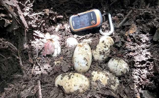 Rare Siamese Crocodile Eggs Found In Cambodia