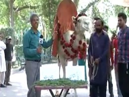 ...जब ऊंट ने की पाकिस्तान की जीत की भविष्यवाणी, पर तोता लगा गया चुप्पी! ...जब ऊंट ने की पाकिस्तान की जीत की भविष्यवाणी, पर तोता लगा गया चुप्पी!