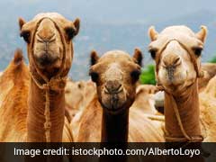 Saudi Arabia Deports 15,000 Qatari Camels