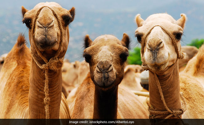 Saudi Arabia Deports 15,000 Qatari Camels