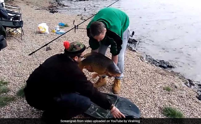 मछली का यह वीडियो देखकर आप भी कहेंगे, 'जाको राखे साइयां, मार सके न कोय'