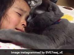 Cat Trying To Comfort A Crying Girl Is The Sweetest Thing On The Internet