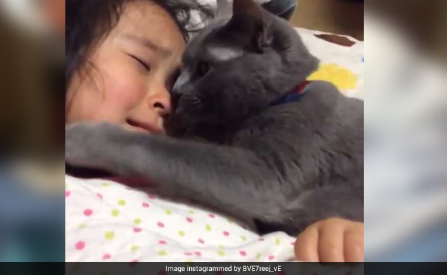 Cat Trying To Comfort A Crying Girl Is The Sweetest Thing On The Internet