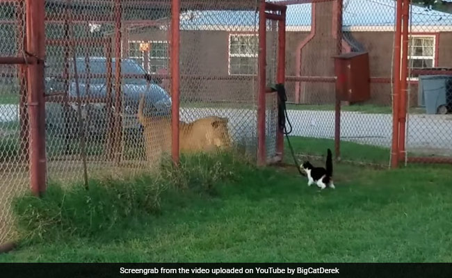 Cat Vs Lion: How A Kitten Took On A Big Cat And Survived To Tell The Tale