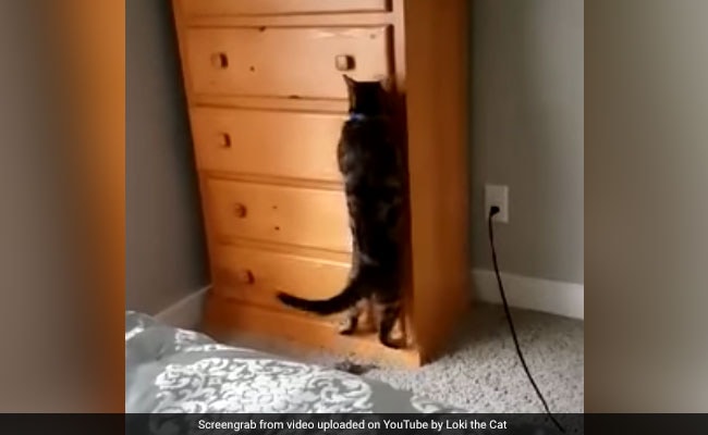 Video : लुका-छिपी में माहिर बिल्ली ने जब खुद को बंद कर लिया एक दराज में
