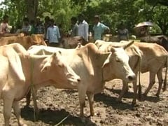 India's First Blood Bank for Cattle to Come up in Odisha