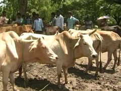 गोवा के सभी बीजेपी विधायक 15-15 गाय पालें : कांग्रेस