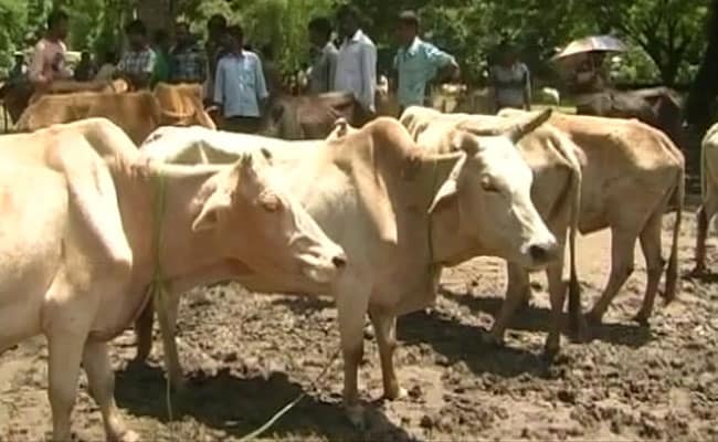 On Cattle Trade Laws, Supreme Court Asks Centre To Respond In 2 Weeks