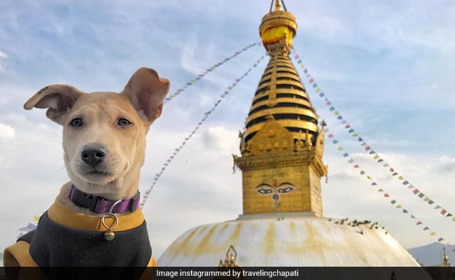 The Adventures Of Chapati - An Indie Dog On An International Quest