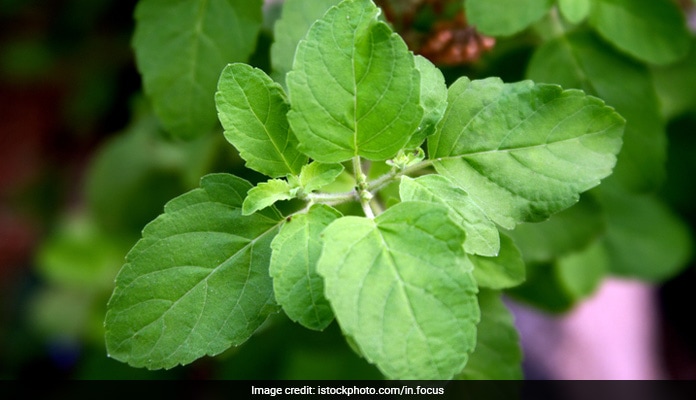 chikungunya remedies