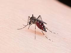 7 Most Effective Home Remedies For Chikungunya
